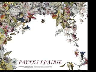 Paynes Prairie Poster